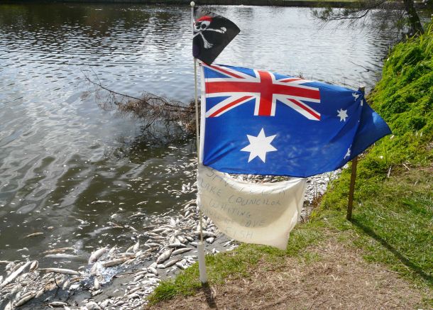 Fish kill wipes out suburban “honeyhole”